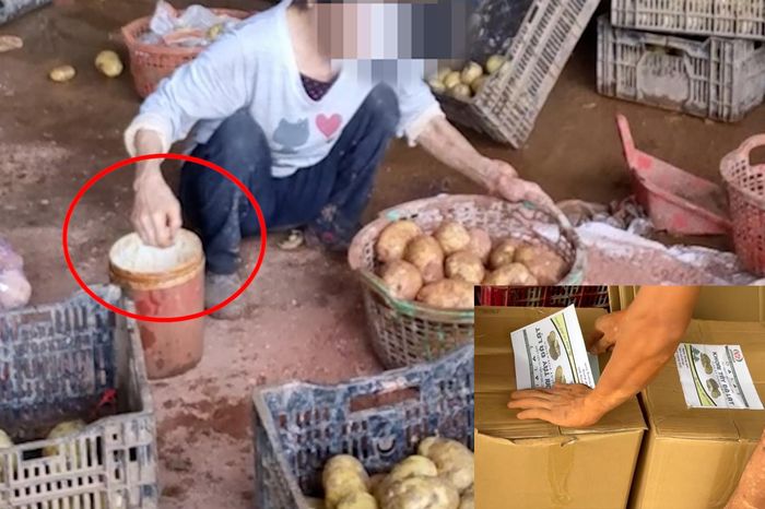 Khoai tây Trung Quốc giả khoai Đà Lạt: Lừa dối người tiêu dùng 1 4c67b9dcfd9314cd4d82
