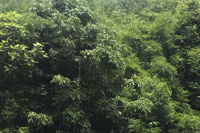 Ban Quản lý rừng phòng hộ Nam Khánh Hòa: Tập trung trồng mới 386ha rừng thay thế 1 5d397eac35e3dcbd85f2