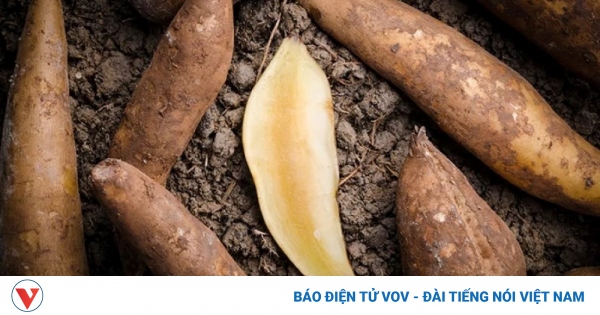 Việt Nam có loại củ ngọt mát lại bổ ngang nhân sâm, bán đầy chợ với giá cực rẻ 1 ai nen an cu sam dat 2