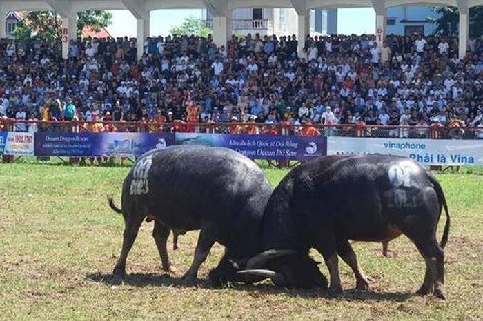 Hải Phòng dời thời gian tổ chức hội chọi trâu Đồ Sơn do ảnh hưởng mưa bão 1 b2ba577b1334fa6aa325