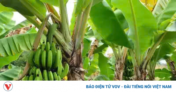 Lợi ích khi thêm chuối sống vào khẩu phần ăn hàng ngày 1 chuoi song co tac dung gi 2