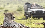 dong-vat-hoang-da Tái định cư 3.000 động vật hoang dã ở Zimbabwe