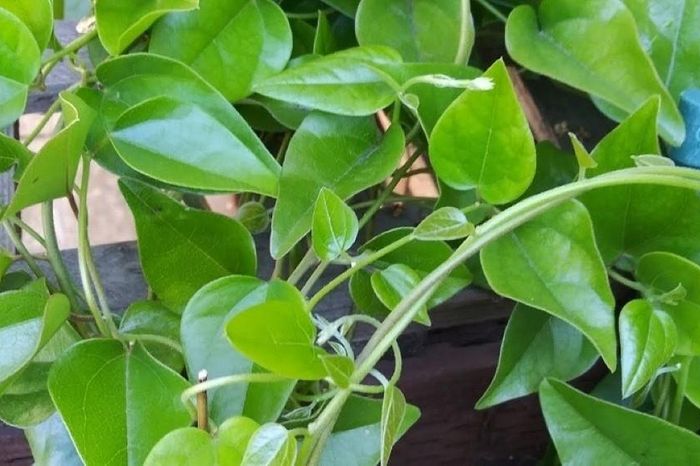 Loại lá Việt cực nhiều vào mùa hè hóa ra lại là 'thần dược' bổ gan, ngừa ung thư 1 fe149ecbda8433da6a95
