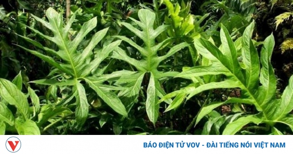 tac dung cua cay muop gai 1