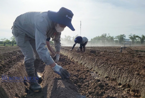 Chia sẻ kinh nghiệm ứng dụng công nghệ và canh tác khoai tây các tỉnh phía Bắc tại Hải Dương 1 120241025130250