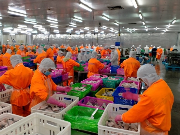 Xuất khẩu cá tra thu về gần 1,5 tỷ USD trong 9 tháng đầu năm 2024 1 4 420241001180700 1