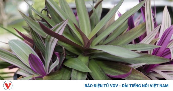 Cây thuốc quý cực tốt cho sức khỏe, nhiều người chỉ trồng làm cảnh mà không biết 1 cay le ban co tac dung gi 1