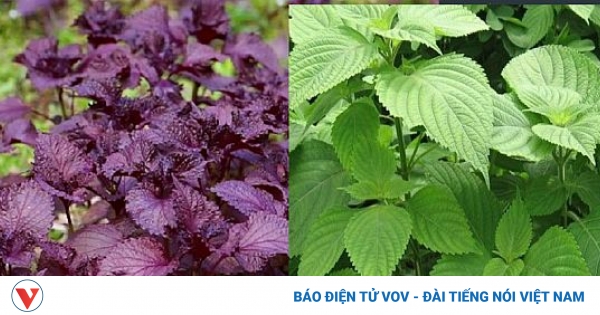 Tía tô xanh và tía tô đỏ loại nào tốt hơn? 1 sk1