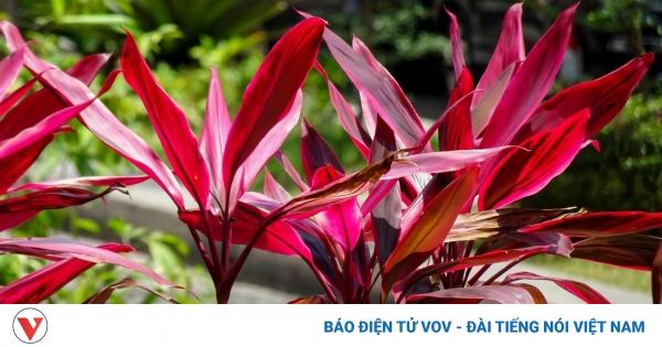 Cây thuốc quý là "khắc tinh" của nhiều bệnh nhưng nhiều người chỉ trồng làm cảnh 1 tac dung cua cay huyet du 1