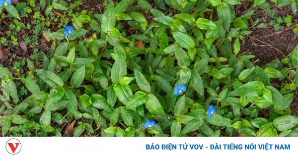 Cây thuốc quý mọc tua tủa khắp nơi, nhiều người tiếc hùi hụi vì toàn ngó lơ 1 tac dung cua co thai lai 1