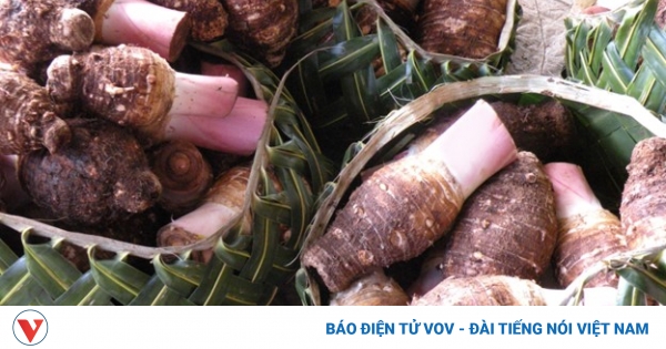 Loại "củ trường thọ" cực bổ dưỡng, bán đầy chợ Việt với giá rẻ như cho 1 tac dung cua cu khoai mon 1
