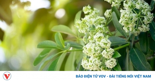 Loài cây là biểu tượng mùa thu Hà Nội, biết cách dùng sẽ cực tốt cho sức khỏe 1 vo cay hoa sua 1
