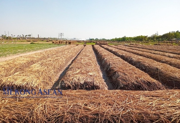 Nâng cao giá trị hành, tỏi Kinh Môn ở Hải Dương 1
