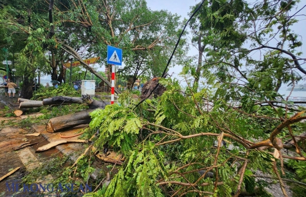 Hà Nội: Đấu giá lô gỗ, củi sau bão số 3, giá khởi điểm hơn 300 triệu đồng 1 hieuunganhcom 672895109213020241104163441