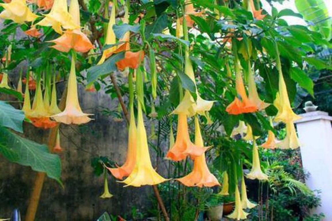 Ngộ độc do ăn hoa chuông- Ảnh 2. Ngộ độc do ăn hoa chuông- Ảnh 2.