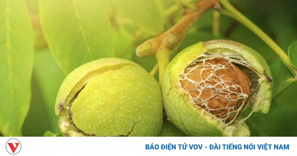 Việt Nam có “vua của các loại hạt", vừa tốt cho tim mạch vừa tốt cho bà bầu 1 tac dung cua hat oc cho 1