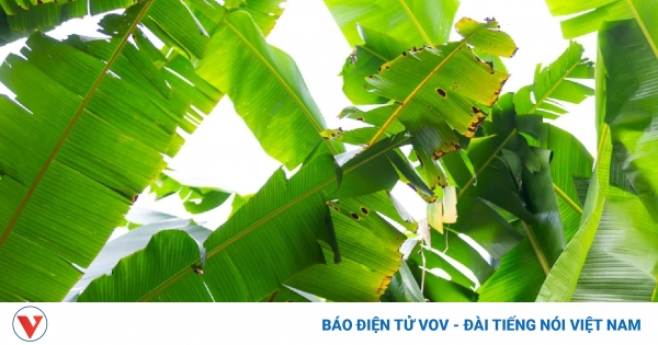 Bật mí loạt lợi ích sức khỏe không ngờ từ lá chuối khiến nhiều người ngỡ ngàng 1 tac dung cua la chuoi 1