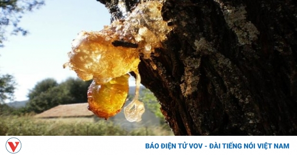 Việt Nam có loại nhựa cây ăn như tổ yến, là "thần dược" cho sức khỏe và sắc đẹp 1 tac dung cua mu trom 1