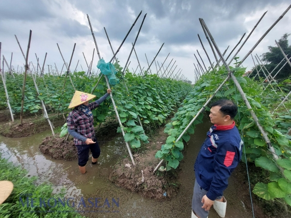 Nông nghiệp giữ vững đà tăng trưởng trong tháng 10 1 van hoi