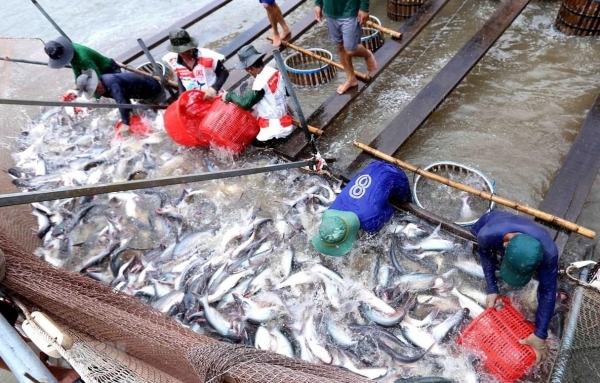 Việt Nam xuất khẩu mặt hàng cá tra nào sang Malaysia? 1 ca tra 120241205155026