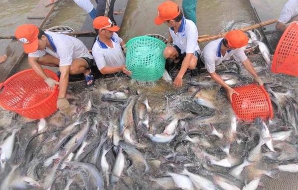 Cá tra là mặt hàng thủy sản lớn nhất của Việt Nam xuất sang Trung Đông 1 ca tra20241220101332