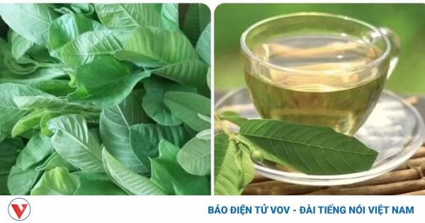 6 tác dụng của lá ổi với sức khoẻ 1 la oi