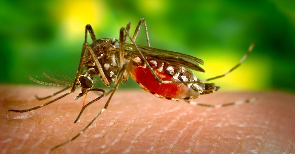 Dịch tễ bệnh sốt xuất huyết đang thay đổi 1 muoi aedes aegypti 1733216930448 1733216930720123834453 0 66 700 1186 crop 17332169549351947990753