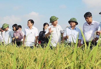 Hải Dương phát triển thêm sản phẩm OCOP từ nếp quýt Kim Thành