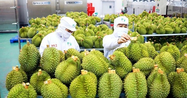 EU tăng tần suất kiểm tra dư lượng thuốc bảo vệ thực vật lên 20% đối với sầu riêng Việt Nam 1 sau rieng 1687510069055830612980 0 0 335 640 crop 1735009776192439047385