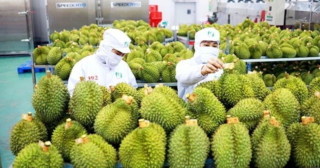 EU tăng tần suất kiểm tra dư lượng thuốc bảo vệ thực vật lên 20% đối với sầu riêng Việt Nam- Ảnh 1. EU tăng tần suất kiểm tra dư lượng thuốc bảo vệ thực vật lên 20% đối với sầu riêng Việt Nam- Ảnh 1.