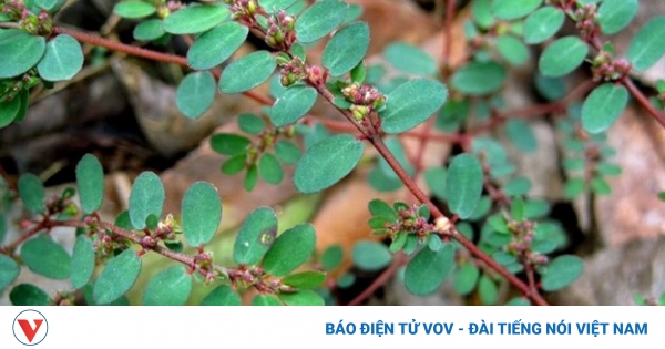 Loại cây mọc dại là "thần dược" cho sức khoẻ, không tốn tiền mua lại cực tốt 1 tac dung cua cay co sua la nho 1