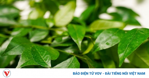 Loại lá thơm phức là "kho" dinh dưỡng cực bổ, ở Việt Nam đi đâu cũng thấy 1 tac dung cua la mac mat 1