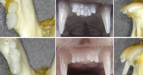 Nhật Bản phát triển thuốc mọc răng đột phá 1 tin 1734179878608909835697 0 0 375 600 crop 17341801182811690156032